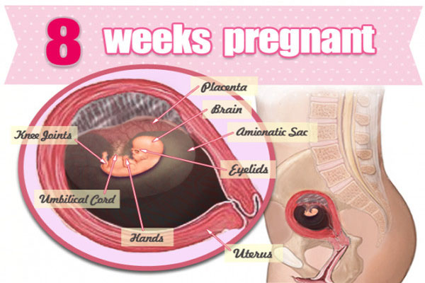 hình ảnh siêu âm thai nhi 8 tuần tuổi
