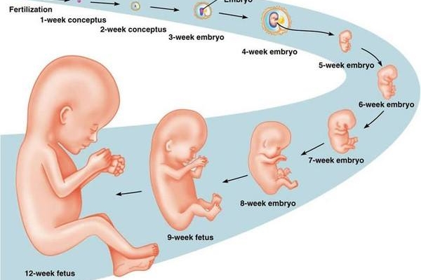 sự phát triển của thai nhi khi siêu âm thai 12 tuần tuổi